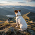 Martingale Collar  for Small Dogs